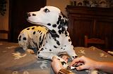 GRIFFES - DALMATIEN 039